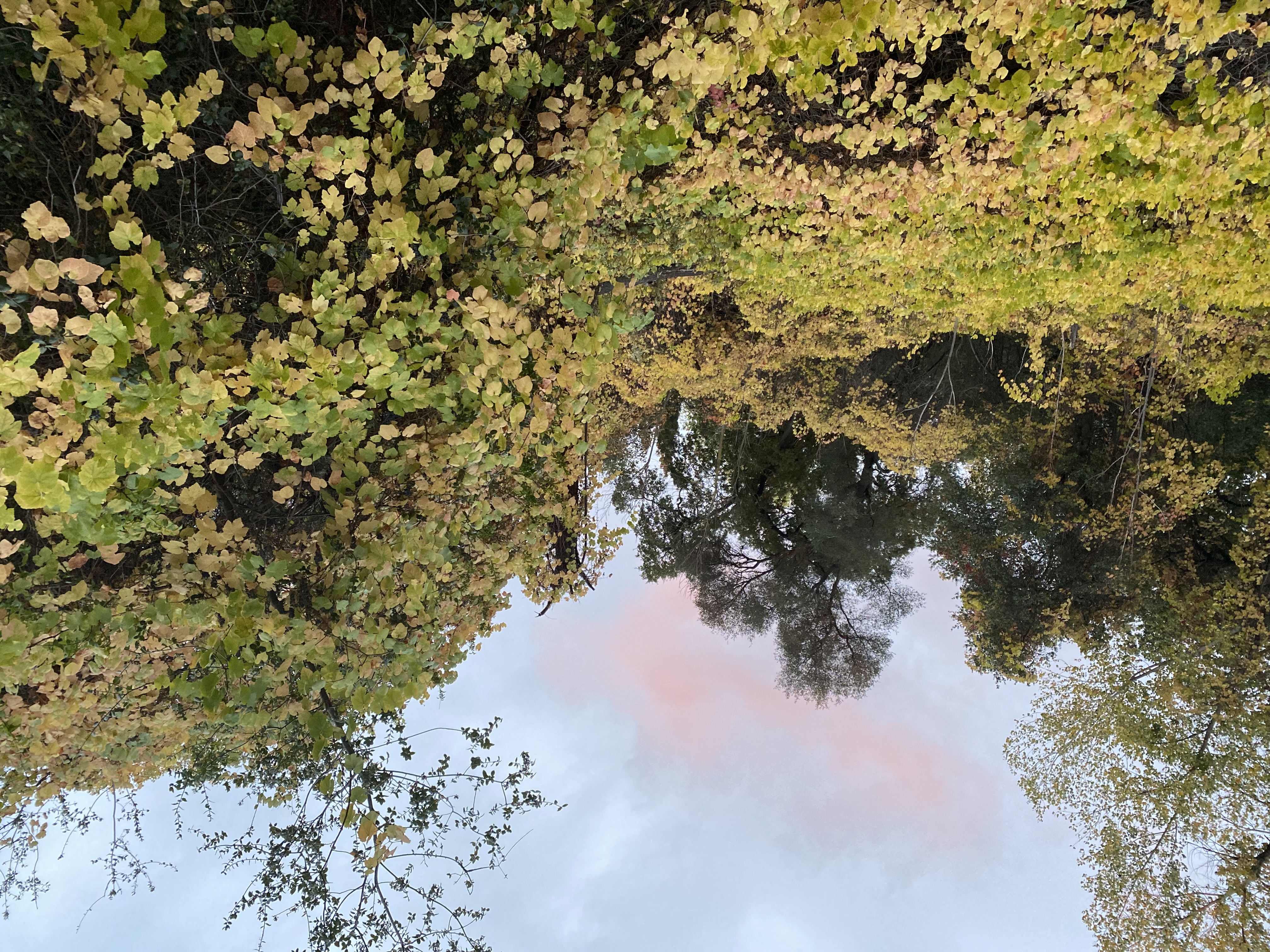 Compassionate Trauma Therapy